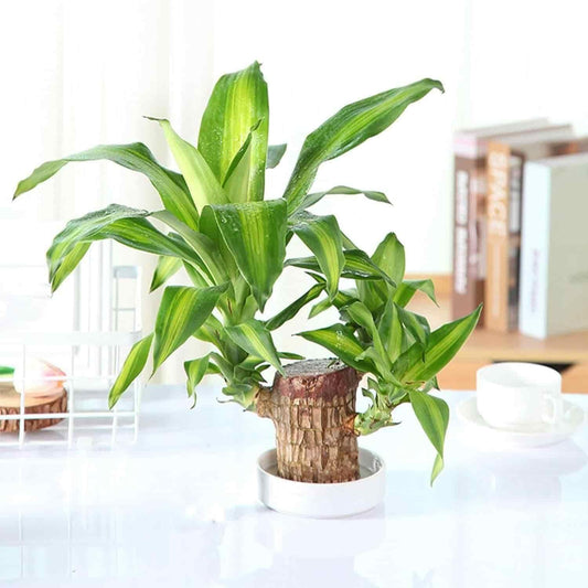 Brazilian Lucky Wood Mini Plant Décor with Monk Figurine